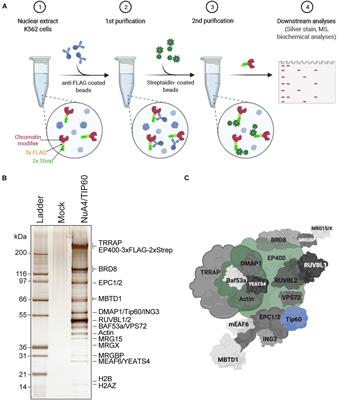 Approaches to Study Native Chromatin-Modifying Complex Activities and Functions